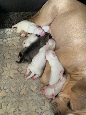 American bulldog X