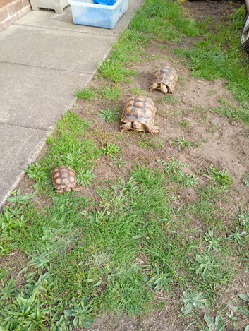 Tortoise