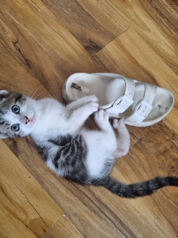Lovely boy kitten