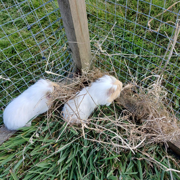 Guinea pigs for sale