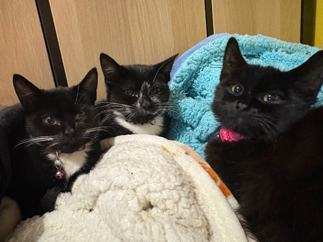 Kittens for sale