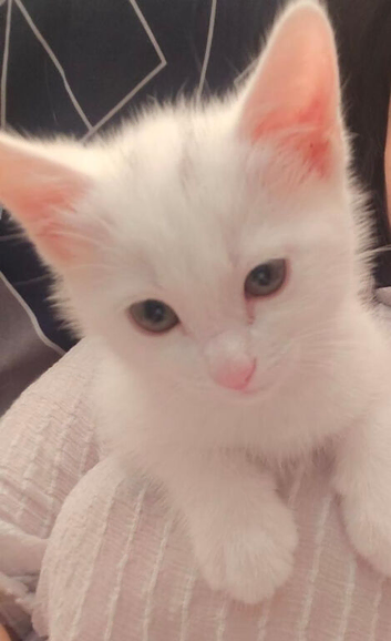 Khao manee male 3.5 months