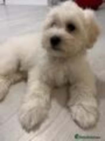 Beautiful baby boy bichon fries