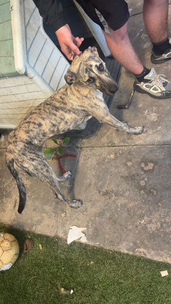 Her names till she&rsquo;s a greyhound bull