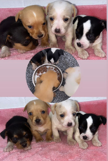 Beautiful puppies ready for forever homes