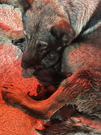 Gorgeous German shepherd babies