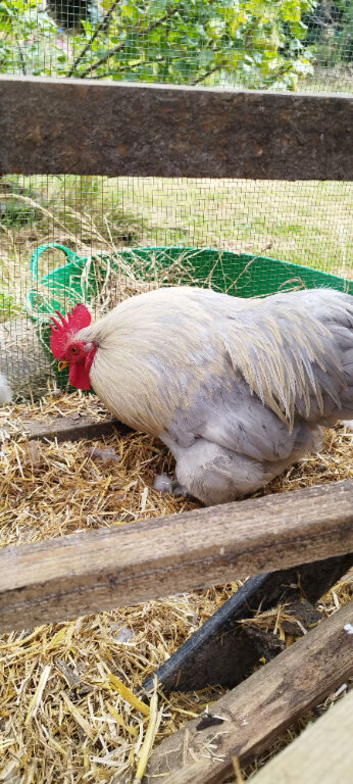 Rooster