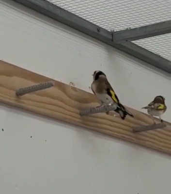 Pair of 2025 goldfinches