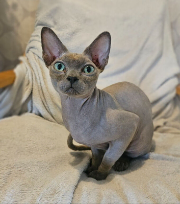 Super cuddly sphynx cat