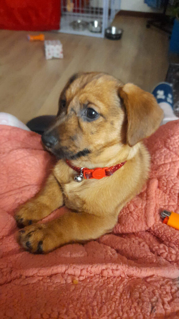 1 Doxi cairn puppies left.