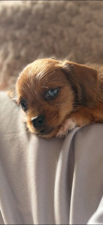 Miniature dachshund