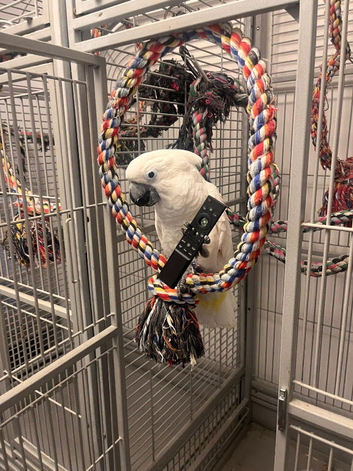Beautiful friendly, Tame Cockatoo