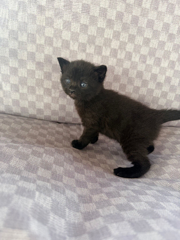 Black tabby kittens