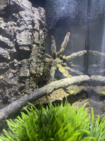 Trinidad chevron  adult full grown female