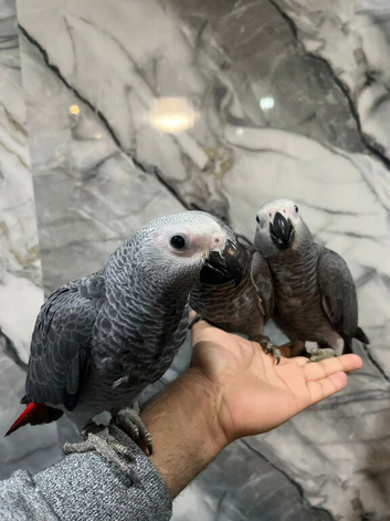 Stunning Baby Male HandReared Super Tame Cuddly African Grey