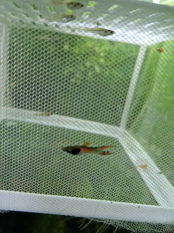 Endler guppy fry/ young fish