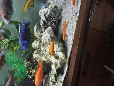 Red zebra malawi for sale juveniles