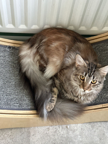 Maine Coon future queen