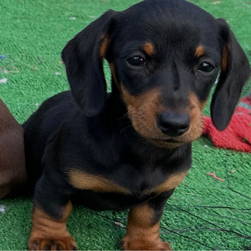 Mini dachshund puppies
