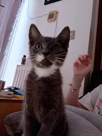 Grey little girl