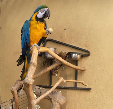 Macaw