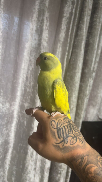 Pied Indian ringneck