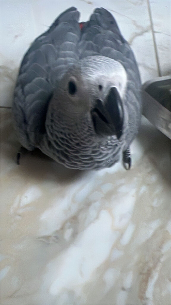 Baby African grey super tame