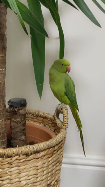 Green parrot