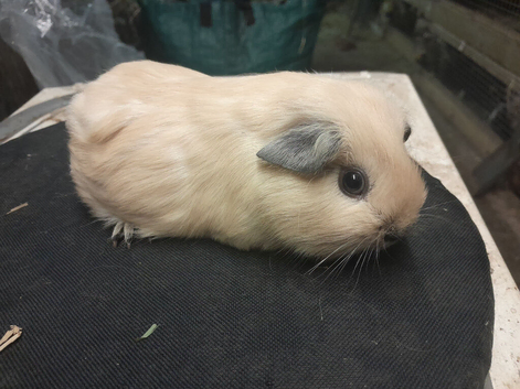 Baby guinea pigs availa&sup2;ble