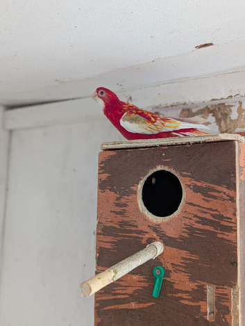 2 Rosellas for sale, 1 rubino and 1 lutino