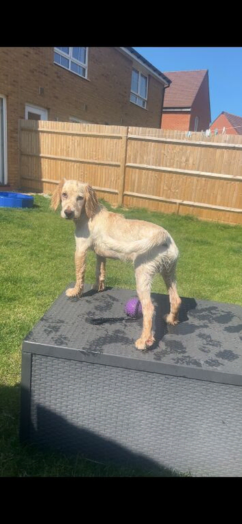2 years old cocker spaniel