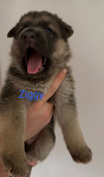 German Shepherd Puppies for sale