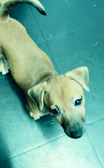 Golden female jack Russell