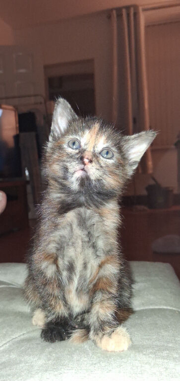 Mainecoon x
