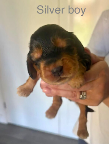 Gorgeous KC Reg Show Cocker Puppies