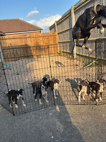 5 stunning lurcher puppies