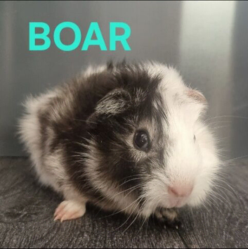 Beautiful Baby Male guinea pigs for sale