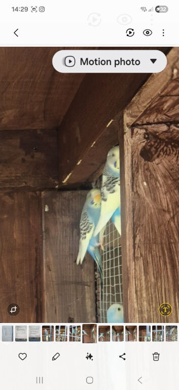 Young budgies available