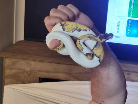 Super pastel pied het hypo