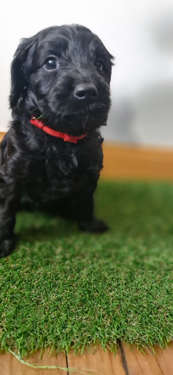Exceptional Cavapoo Puppies