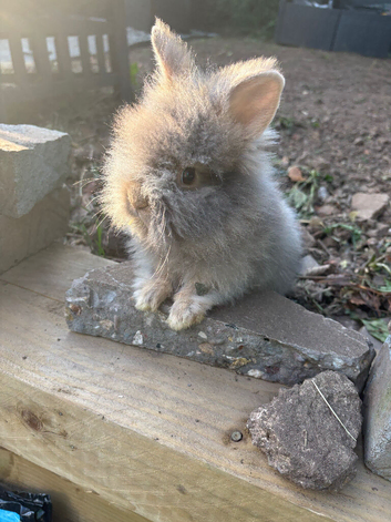 Angora x lion head buck