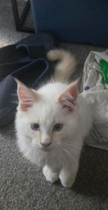 mainecoon kitten for sale