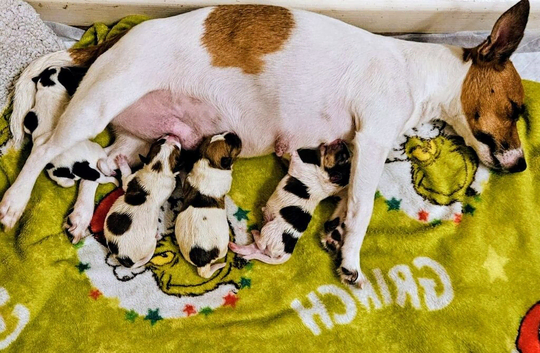 Jack russell puppies