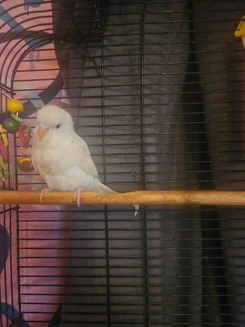 Budgie