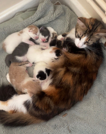 Kittens