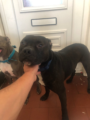White and brindle staffy
