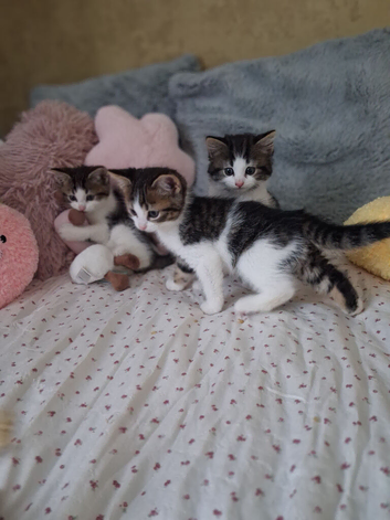 British Shorthair kittens cross