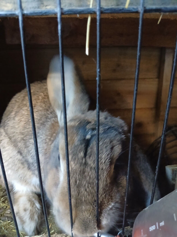 Female rabbit