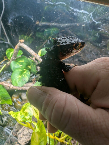 LTC red eye crocodile skinks with setup
