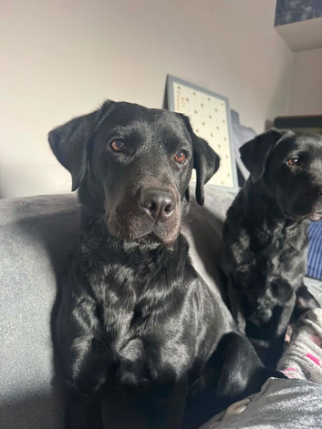 KC registered Labrador puppies